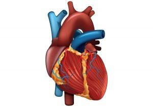 human heart image