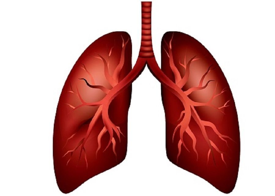 human lungs image
